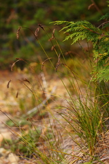 Carex micropoda