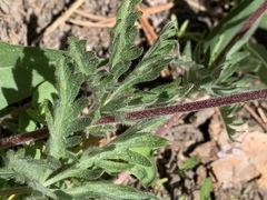 Potentilla breweri