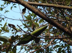Strophanthus divaricatus