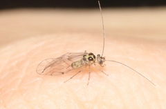 Dasydemellidae