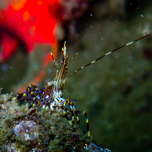Pandalus gurneyi