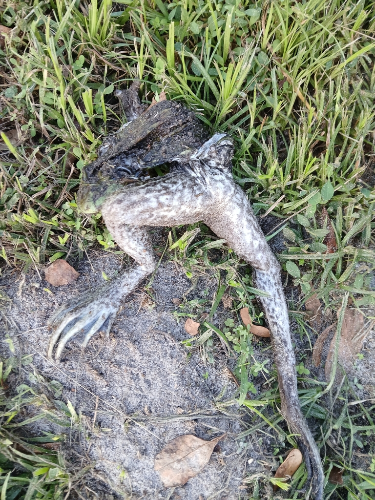 American Bullfrog from Conway, FL, USA on November 12, 2024 at 04:57 PM ...