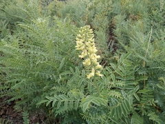 Sophora alopecuroides