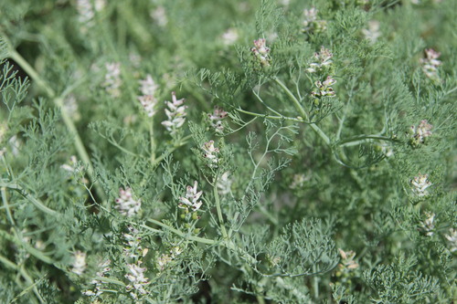 Image of Fumaria parviflora by (c) Cesar Ormazabal, some rights reserved (CC BY)