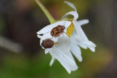 Homaemus aeneifrons