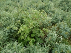 Arctium leiospermum