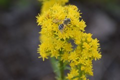 Cnemidandrena
