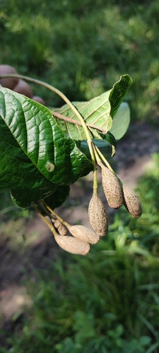 Image of Blepharidium guatemalense by no rights reserved