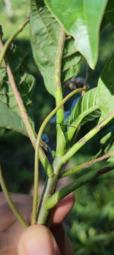 Image of Blepharidium guatemalense by no rights reserved