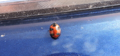 Coccinella monticola