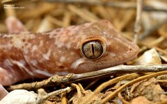 Byrne's Gecko photo 5