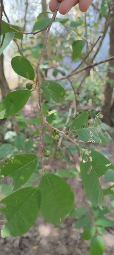 Image of Margaritaria nobilis by no rights reserved