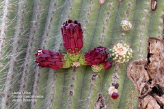Cephalocereus polylophus