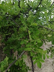Bursera cuneata