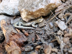 Hydromantes platycephalus