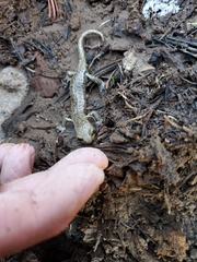 Hydromantes platycephalus