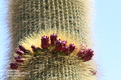 Cephalocereus polylophus