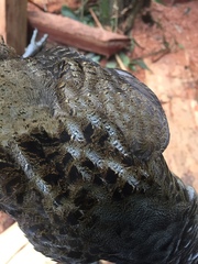 Odontophorus gujanensis