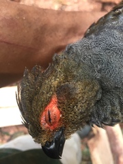 Odontophorus gujanensis