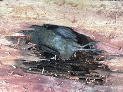 Odontophorus gujanensis