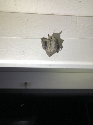 iNaturalist observation photo of Canyon Bat