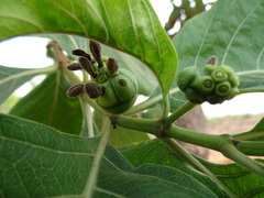 Morinda pubescens