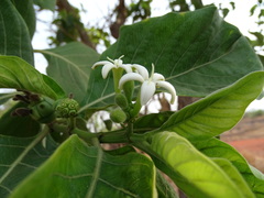 Morinda pubescens