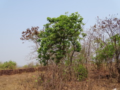 Morinda pubescens