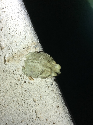iNaturalist observation photo of Red-spotted Toad