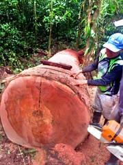 Cedrelinga cateniformis