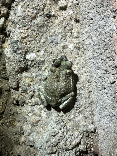 iNaturalist observation photo of Red-spotted Toad
