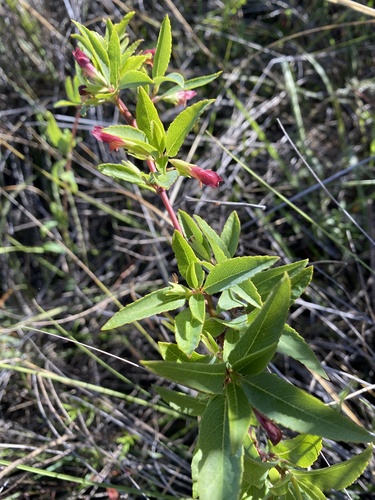 Stenogyne angustifolia