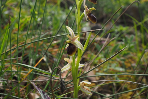 Image of Ophrys araneola by (c) Sylvain Gérard, some rights reserved (CC BY)