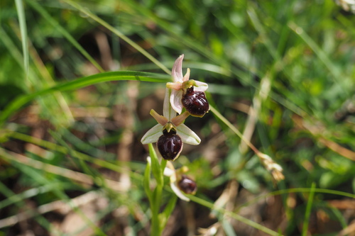Image of Ophrys araneola by (c) Sylvain Gérard, some rights reserved (CC BY)