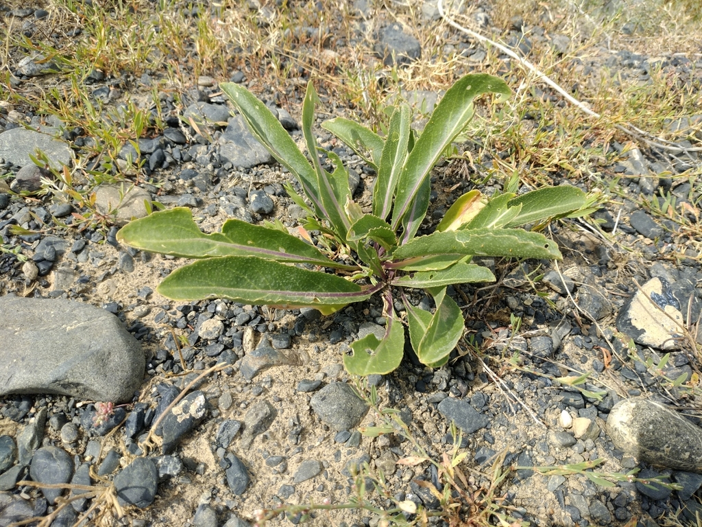 Brassica Elongata Integrifolia From Alakol District Kazakhstan On July