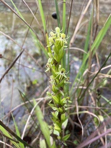 Image of Habenaria repens by no rights reserved