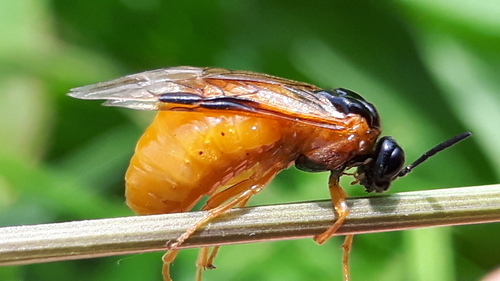 Common Sedge-sawfly, Warten, Nederland, photo 8 of 10