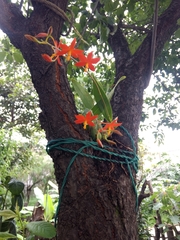 Prosthechea vitellina