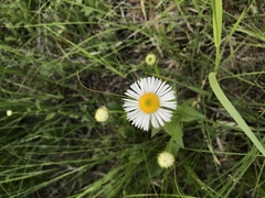 Erigeron coulteri