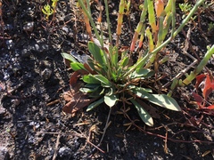 Limonium ramosissimum
