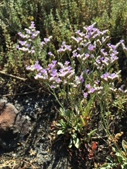 Limonium ramosissimum