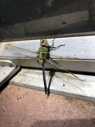 iNaturalist observation photo of Common Green Darner