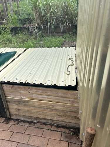 Common Tree Snake sighting