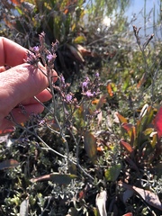 Limonium californicum
