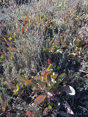 Limonium californicum
