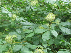 Eleutherococcus senticosus