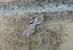 Semioscopis packardella