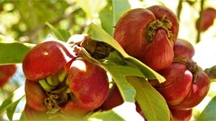 Ochnaceae