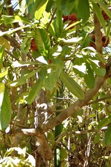 Ochnaceae