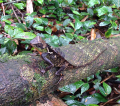 Acanthosaura lepidogaster